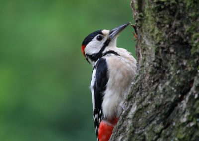 Veranstaltungsplan des Ornithologischen Vereins Dessau (OVD) im 1. Halbjahr 2023