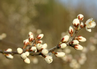 30.04.2022 Pflanzenarten erfassen per Handy mit der App „Flora ST“